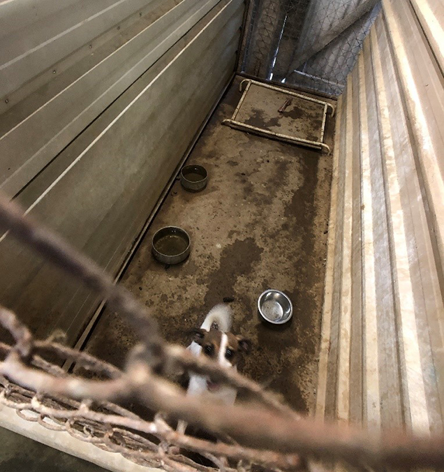 dog in barren cage